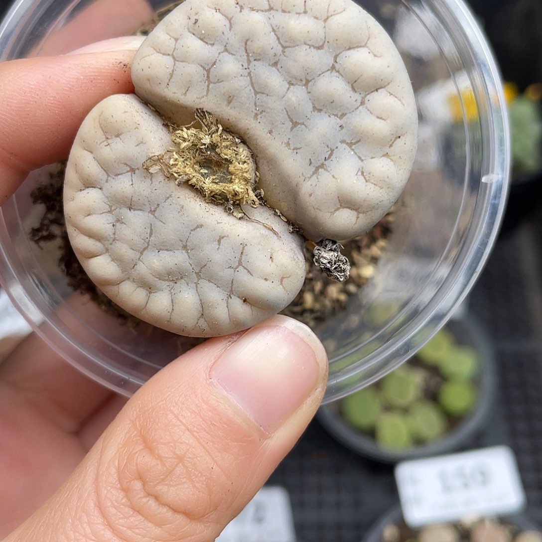 216000000花花花花花花花