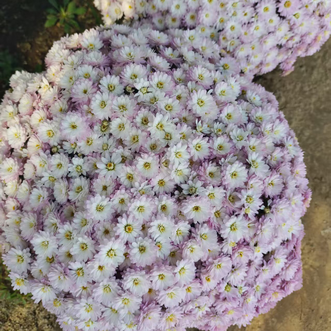 【千头球菊】拍一发三随机颜色无售后！盆栽耐热耐寒多季开花