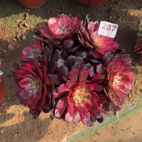 287烟花朵朵多肉，