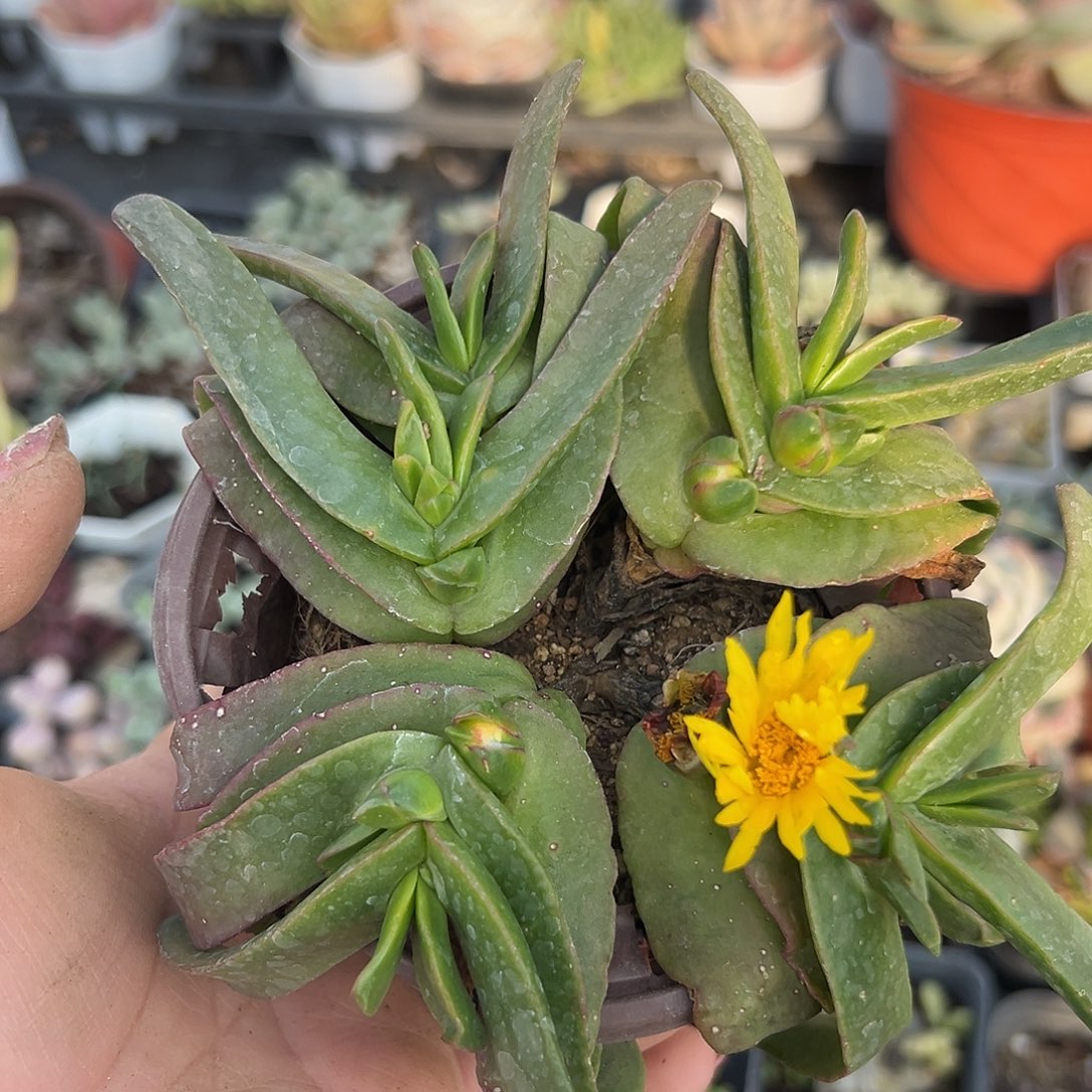 多肉植物佛手托金