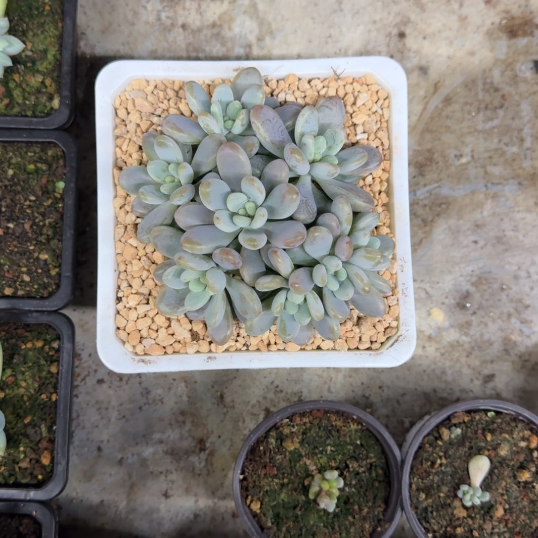 初****海妮亚 群生 一物一拍