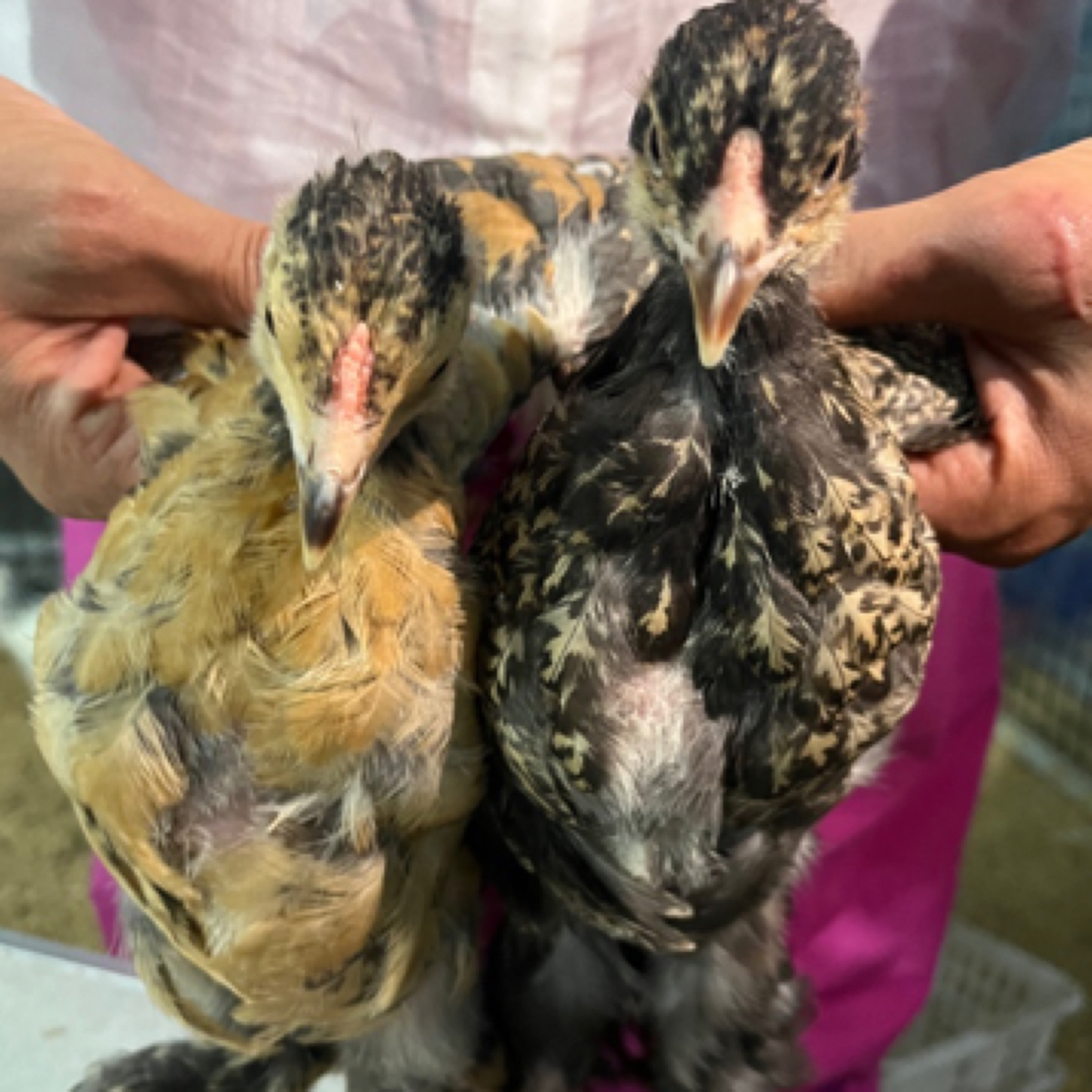 婆罗门观赏鸡蕾丝鸡苗