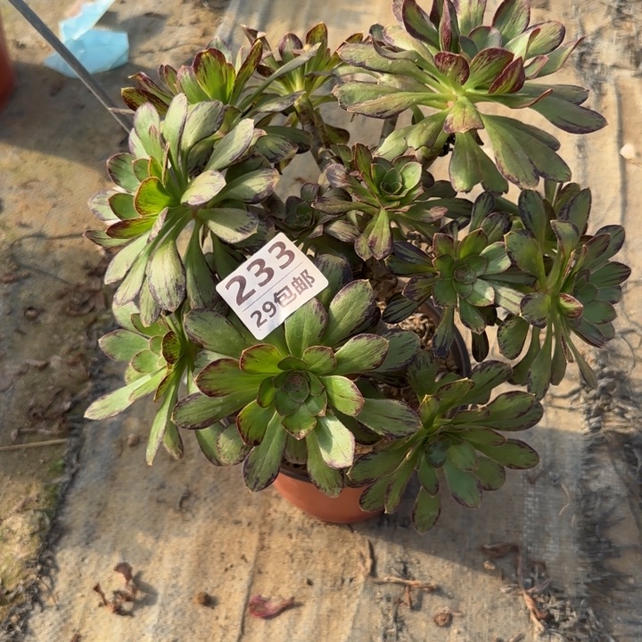 V锦……多肉植物……