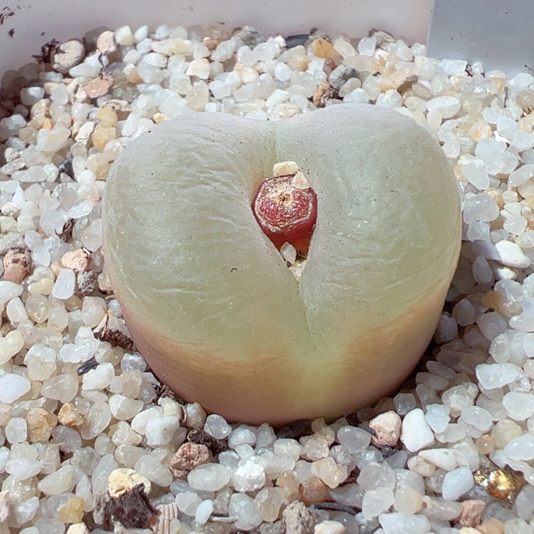 214-773多肉透白毛多肉