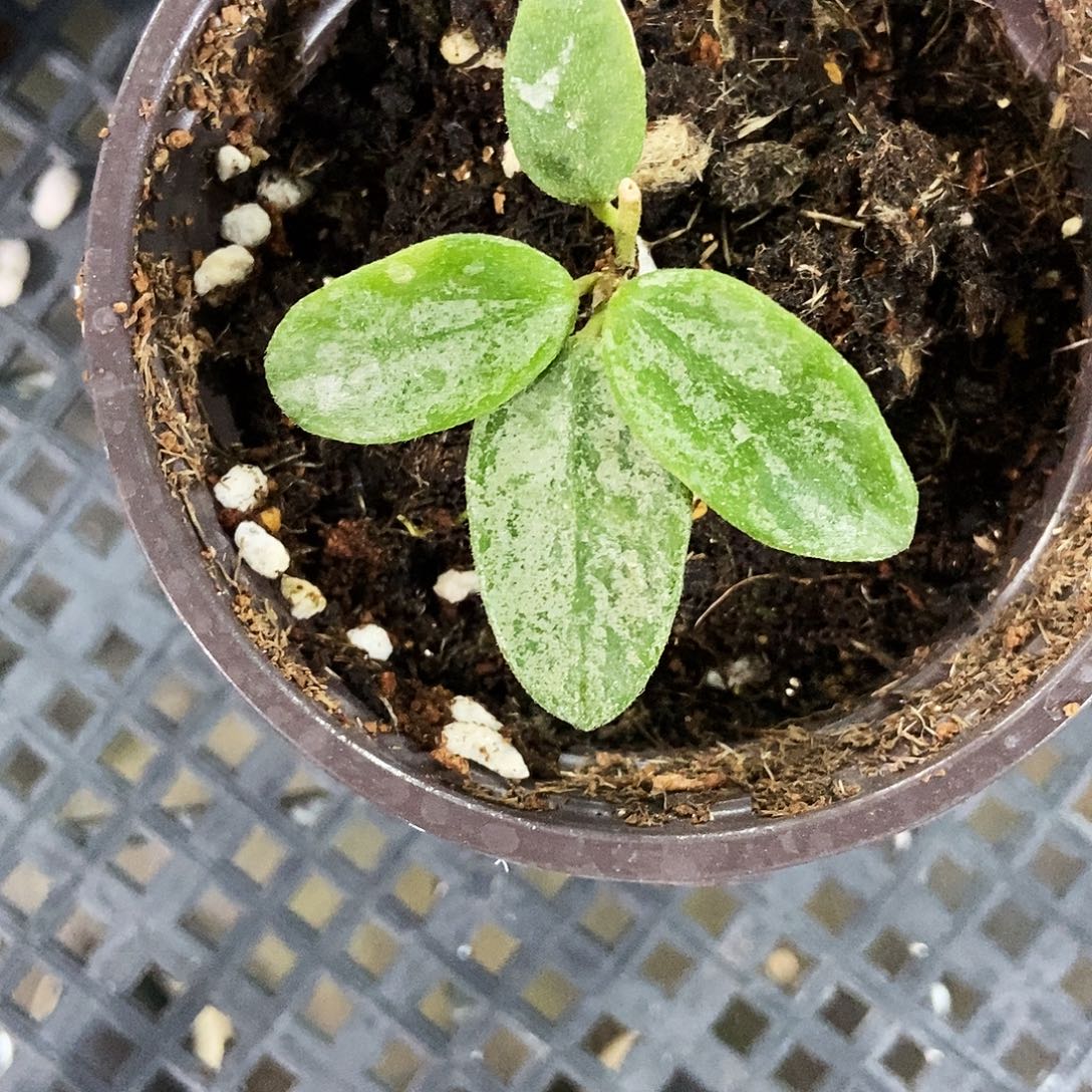 完全开放高斑芸豆球兰25