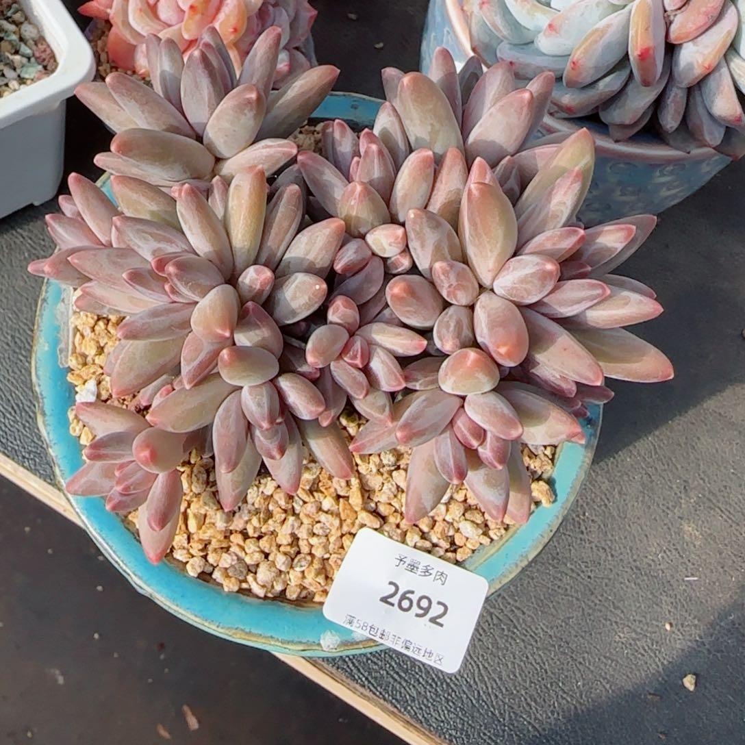 伊卡鲁斯，2692多肉植物