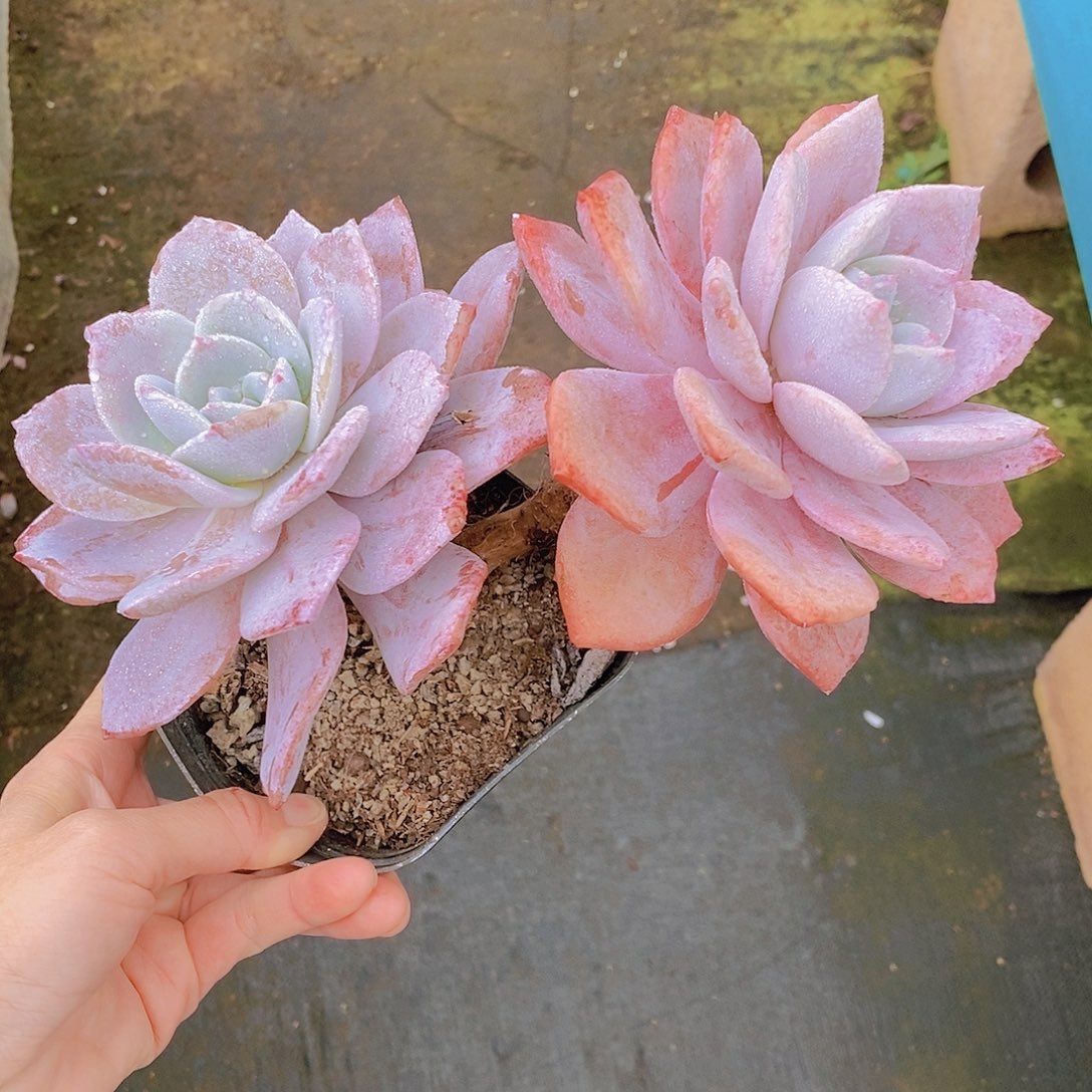 970多肉植物老桩