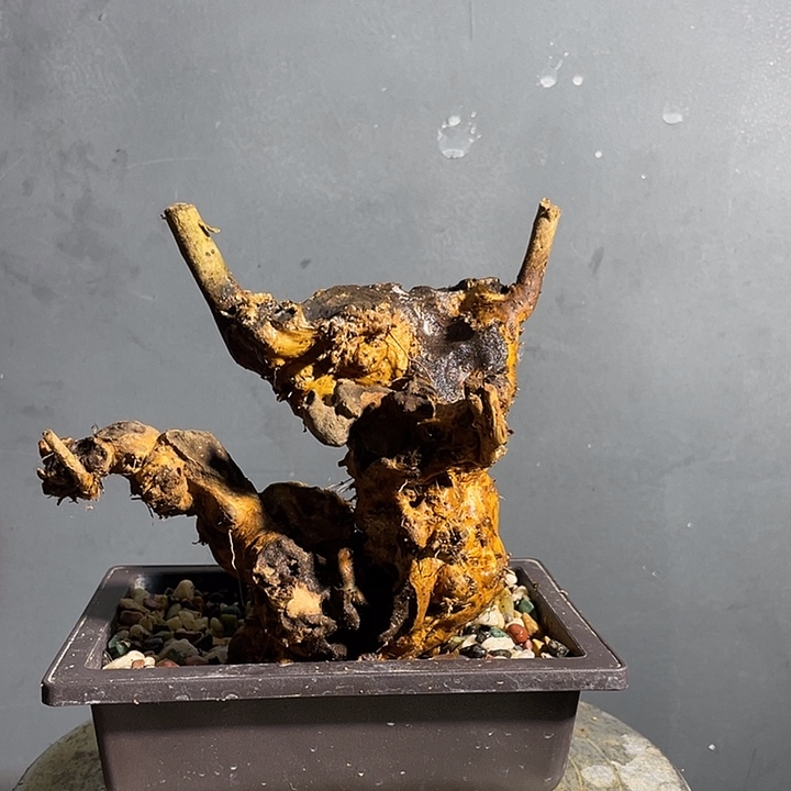 无花朵12345678黄荆