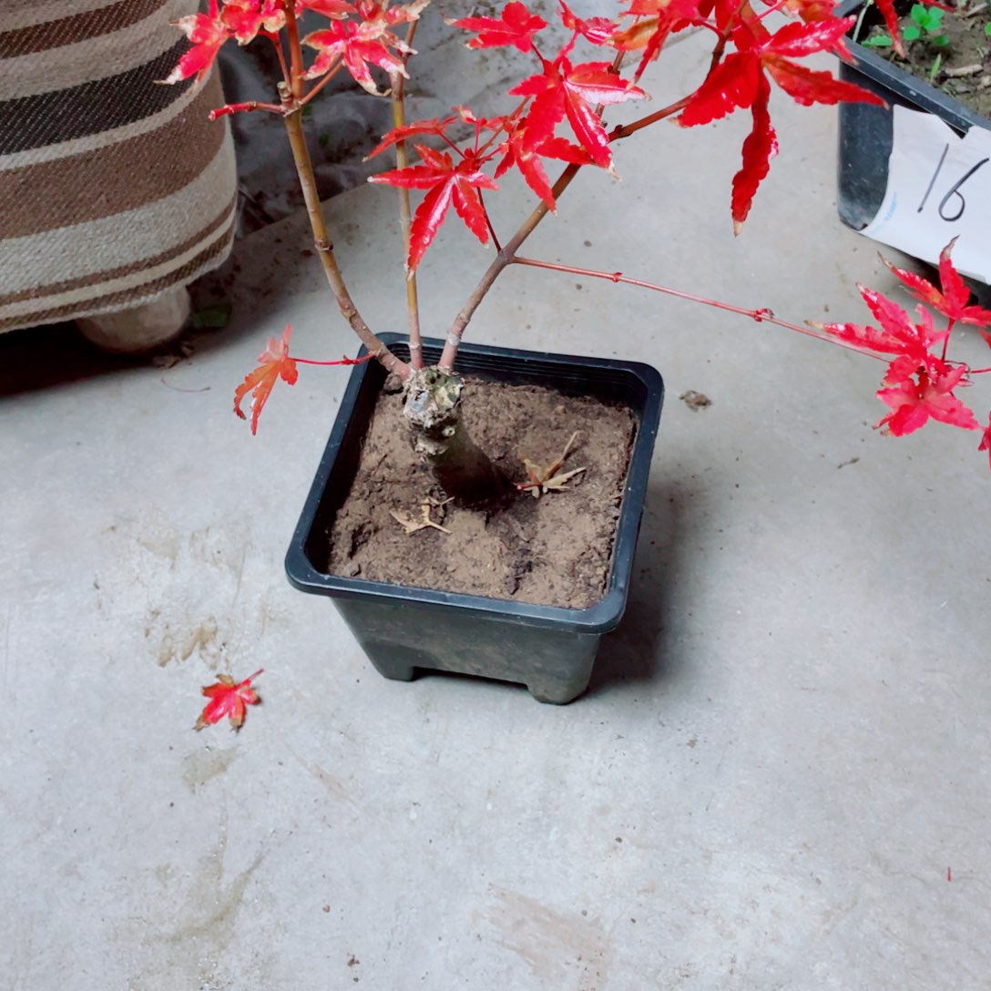 A***库无花朵黄金枫老桩