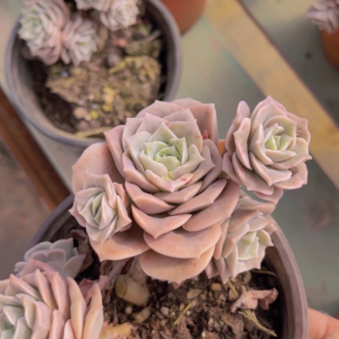 【闪购商品】可爱玫瑰10头15176