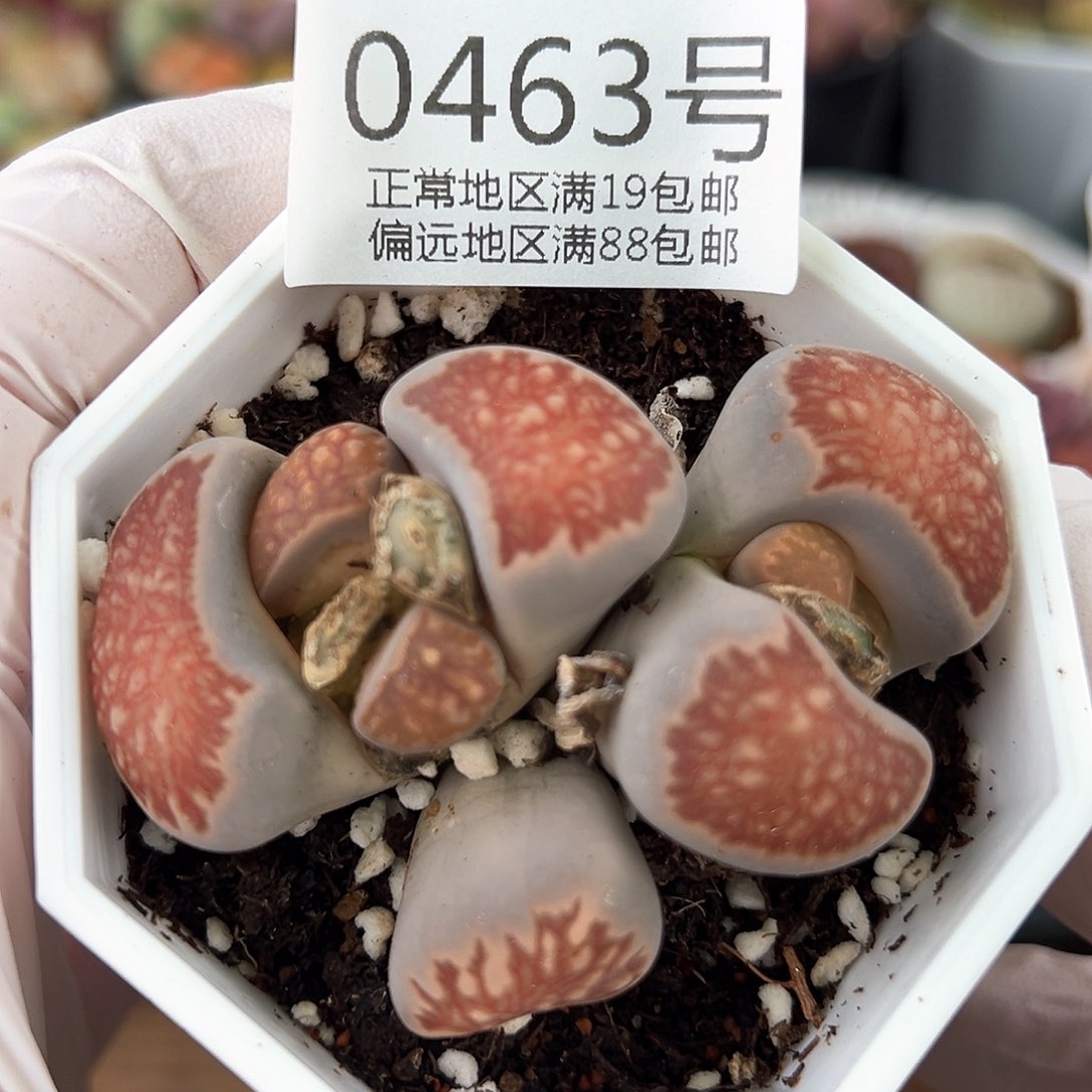 好养易活生石花大母本0463