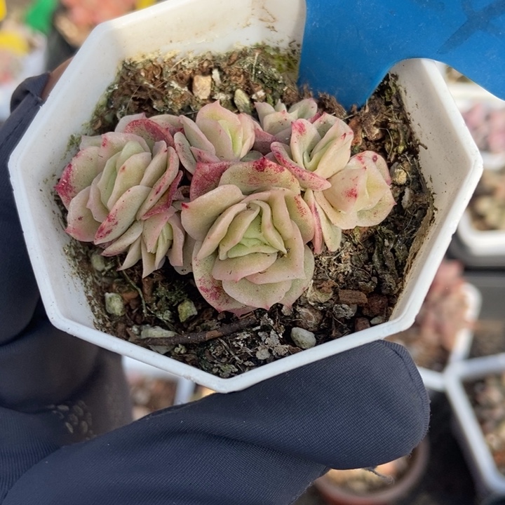 1024冰玫瑰锦多肉植物