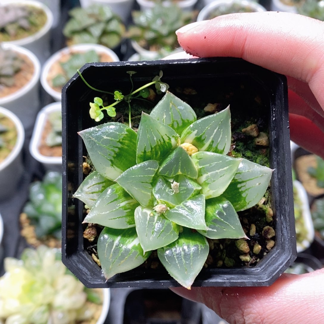 摩迪卡锦多肉植物