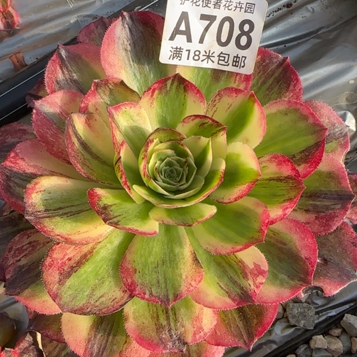 多肉法师伯爵朵朵