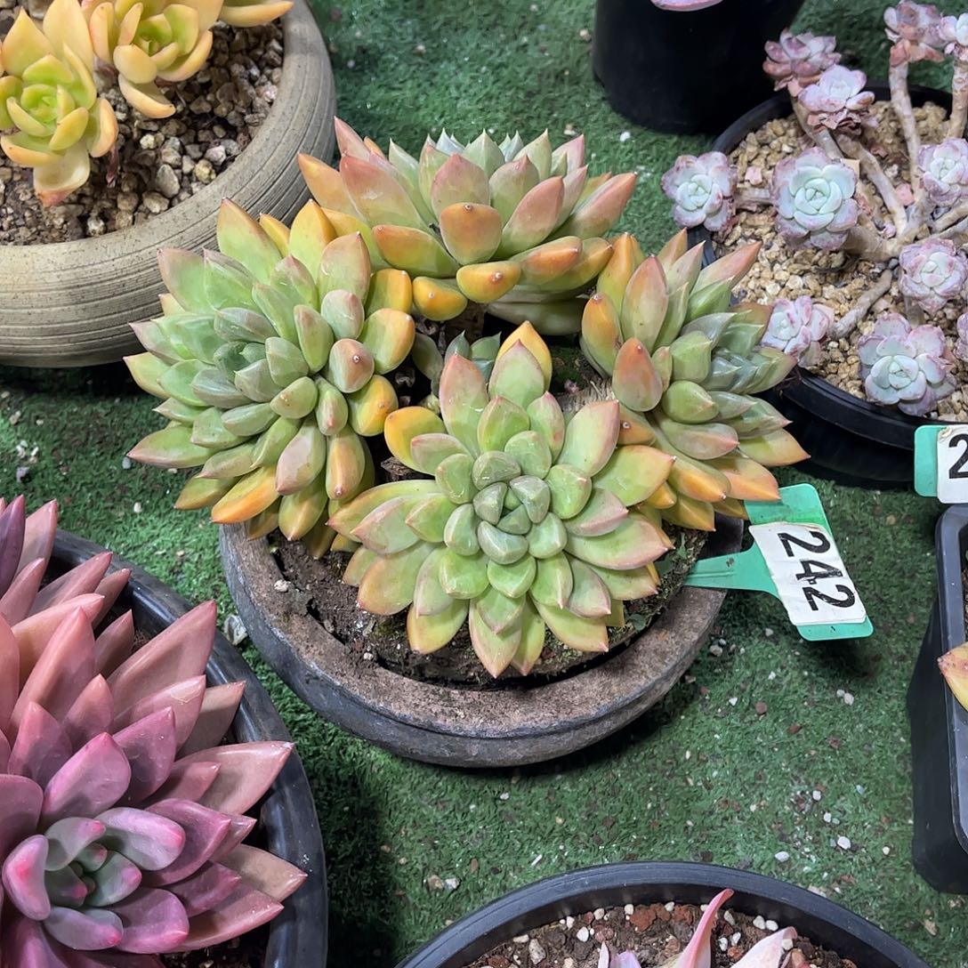 凡***人象牙多肉植物保护242