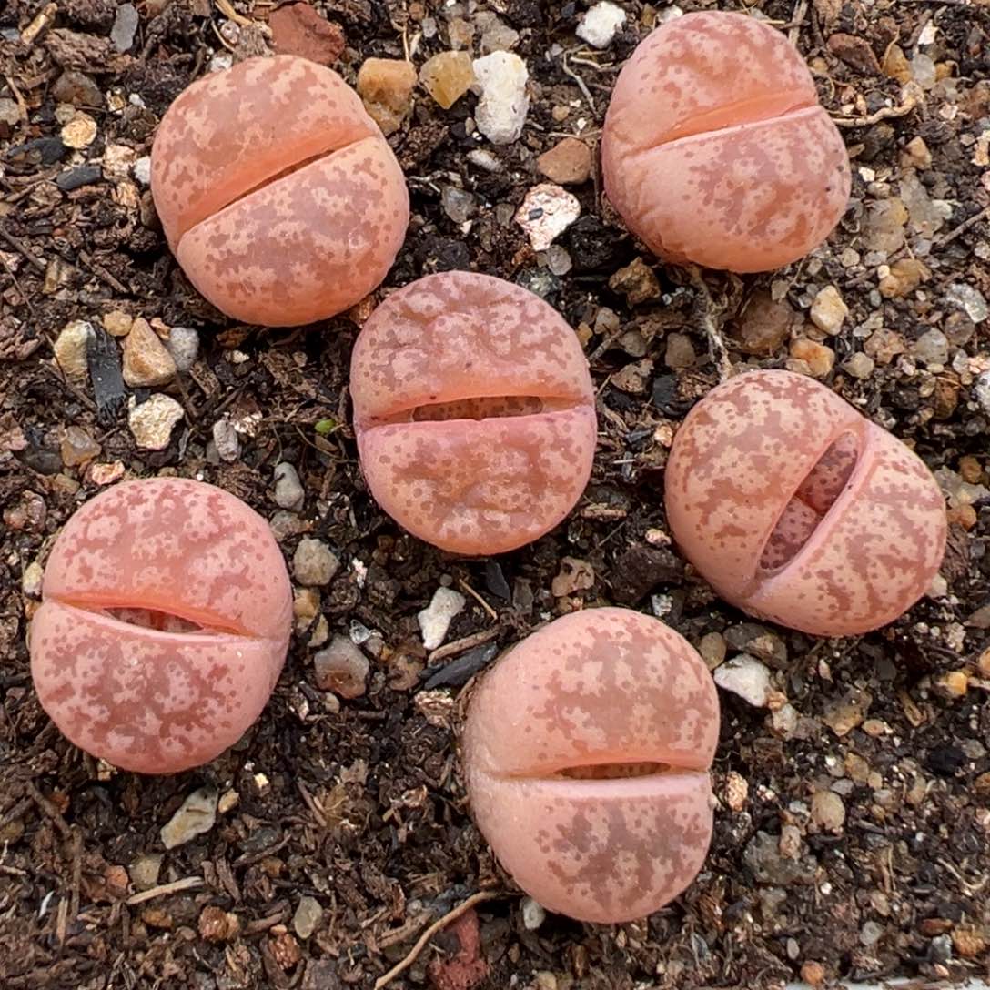 2.17好看的多肉131