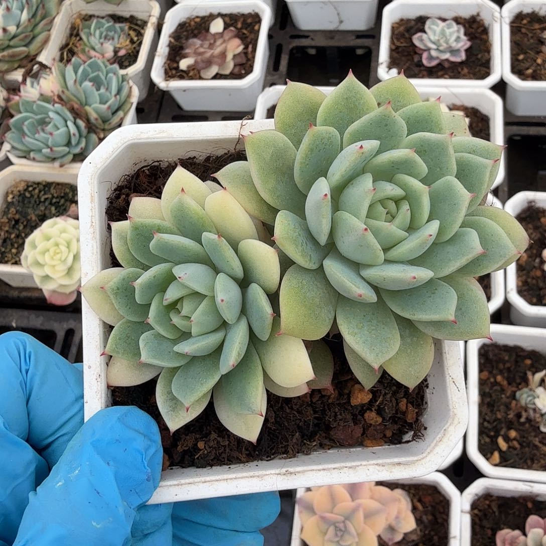 三头凌静锦，多肉植物