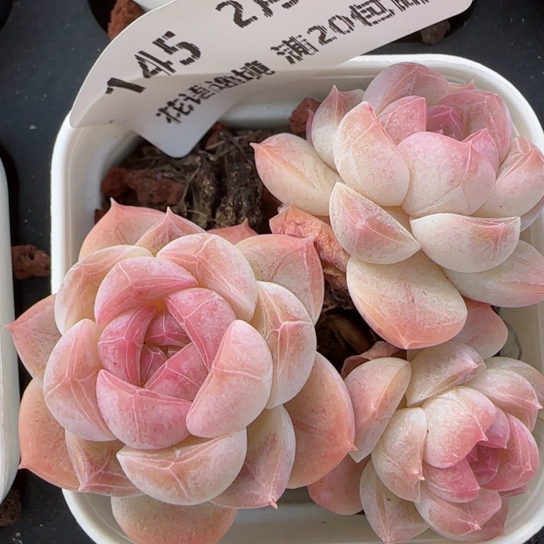 花语逸境0212-145