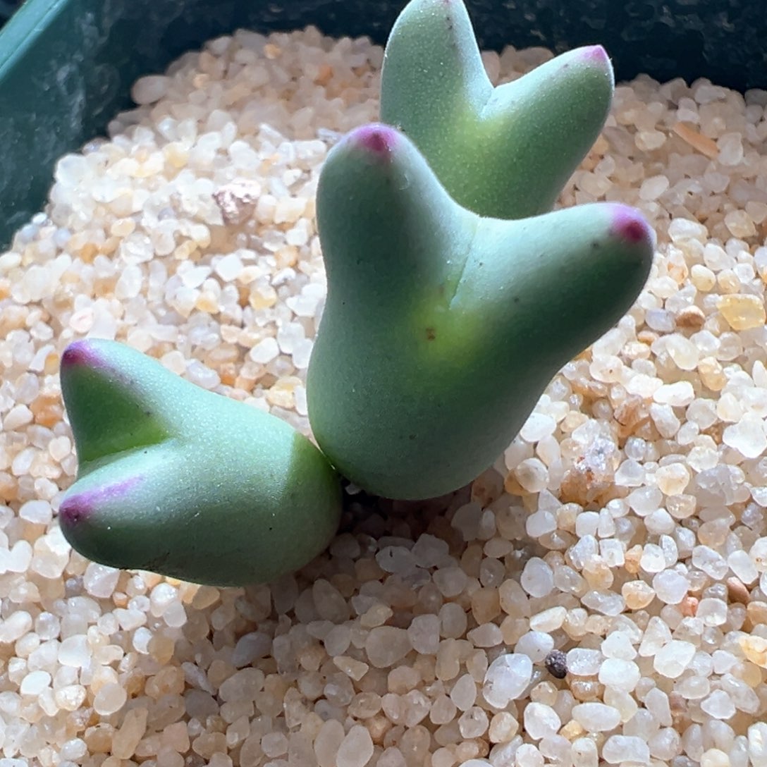 72优选短耳皮卡丘三头