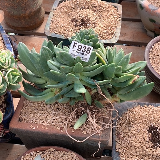 y***喂海洋之歌缀化938 亏本处理退款拉黑需延迟发货