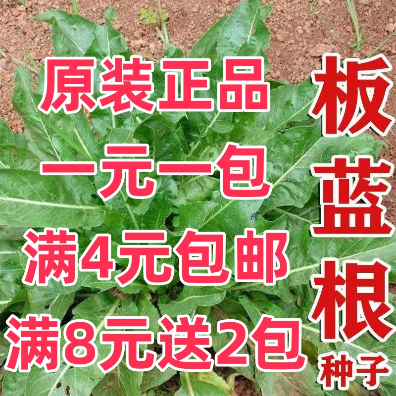 【满4元包邮】板蓝根中药材种子板蓝根大青叶蓝靛药食兼用春秋播种