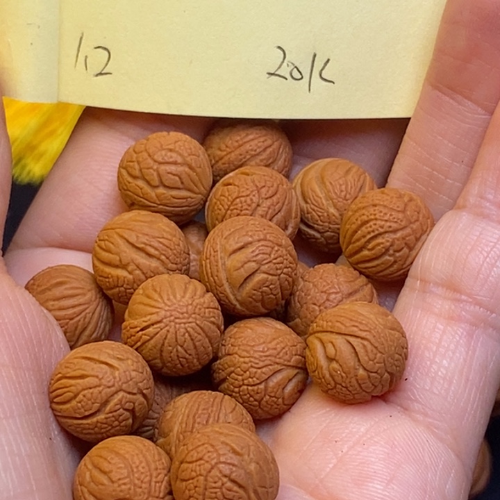 吊坠桃核秦岭龙纹桃核12尺寸