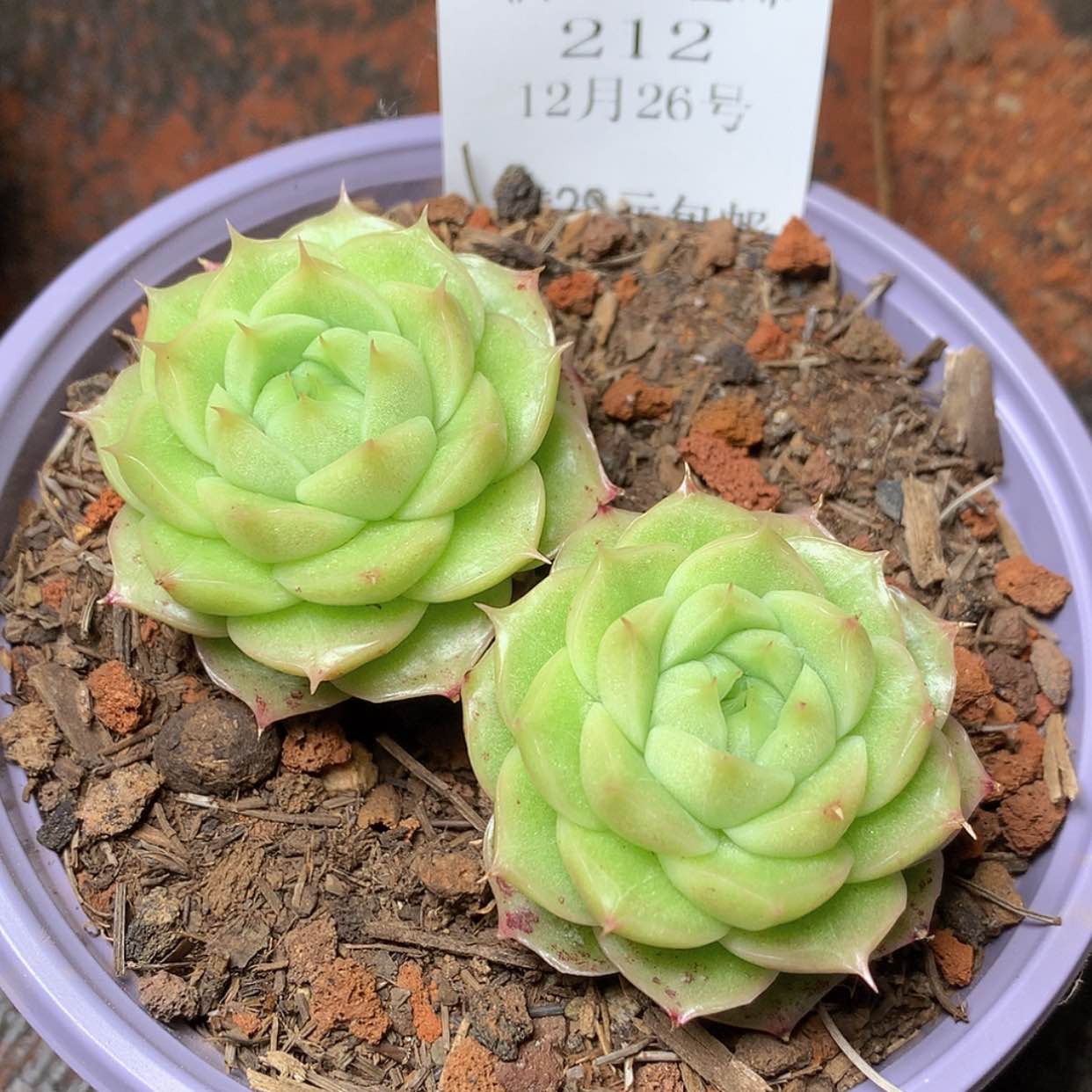 【闪购商品】云212号