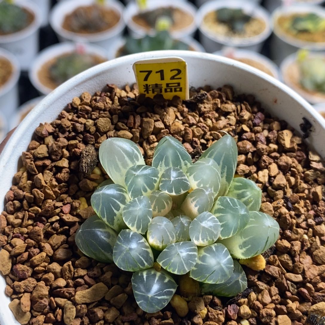 狗***叔712霓虹灯十二卷多肉植物