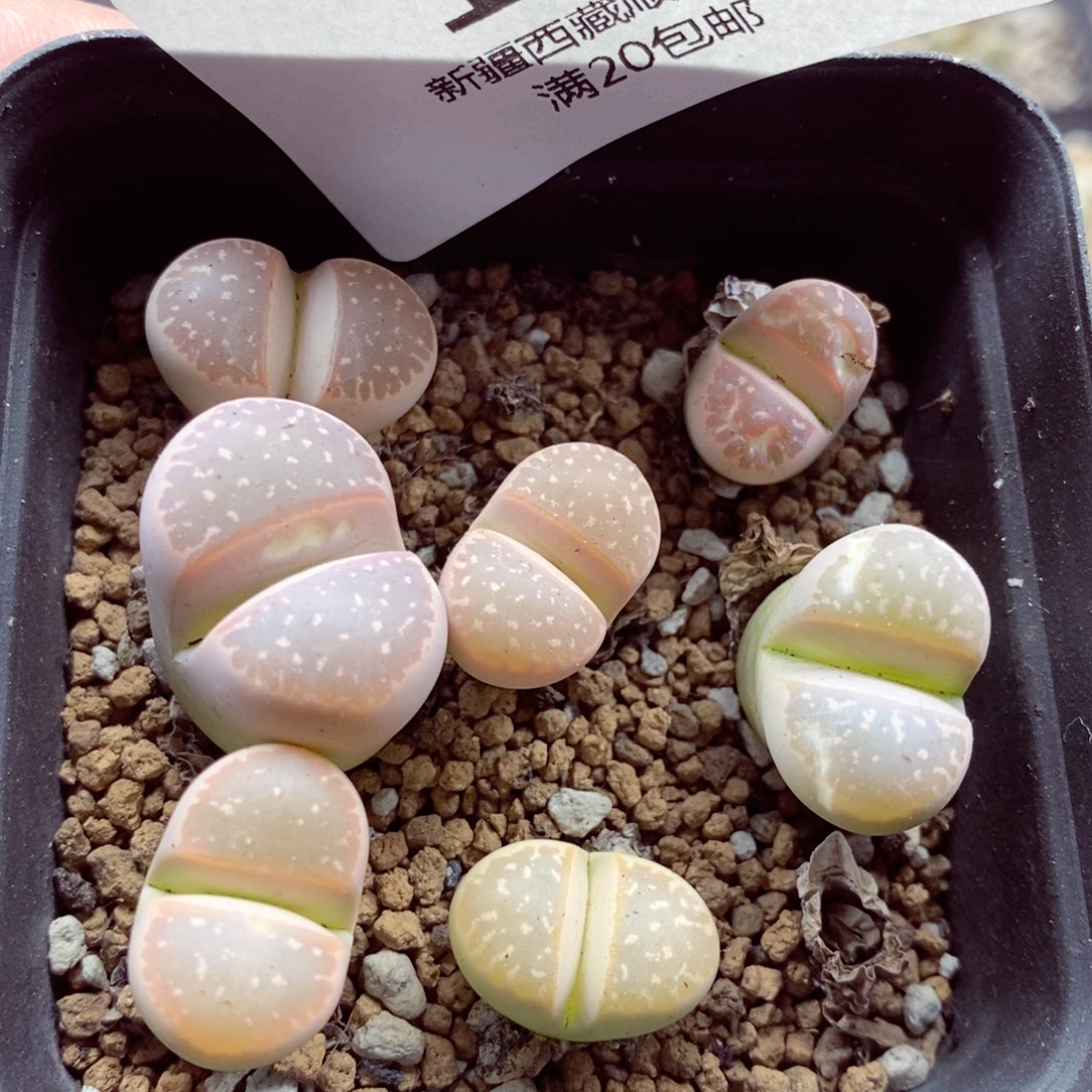 我的小姐姐们都是我117