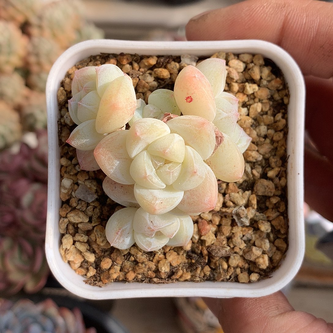 198冰玉多肉一颗5厘米