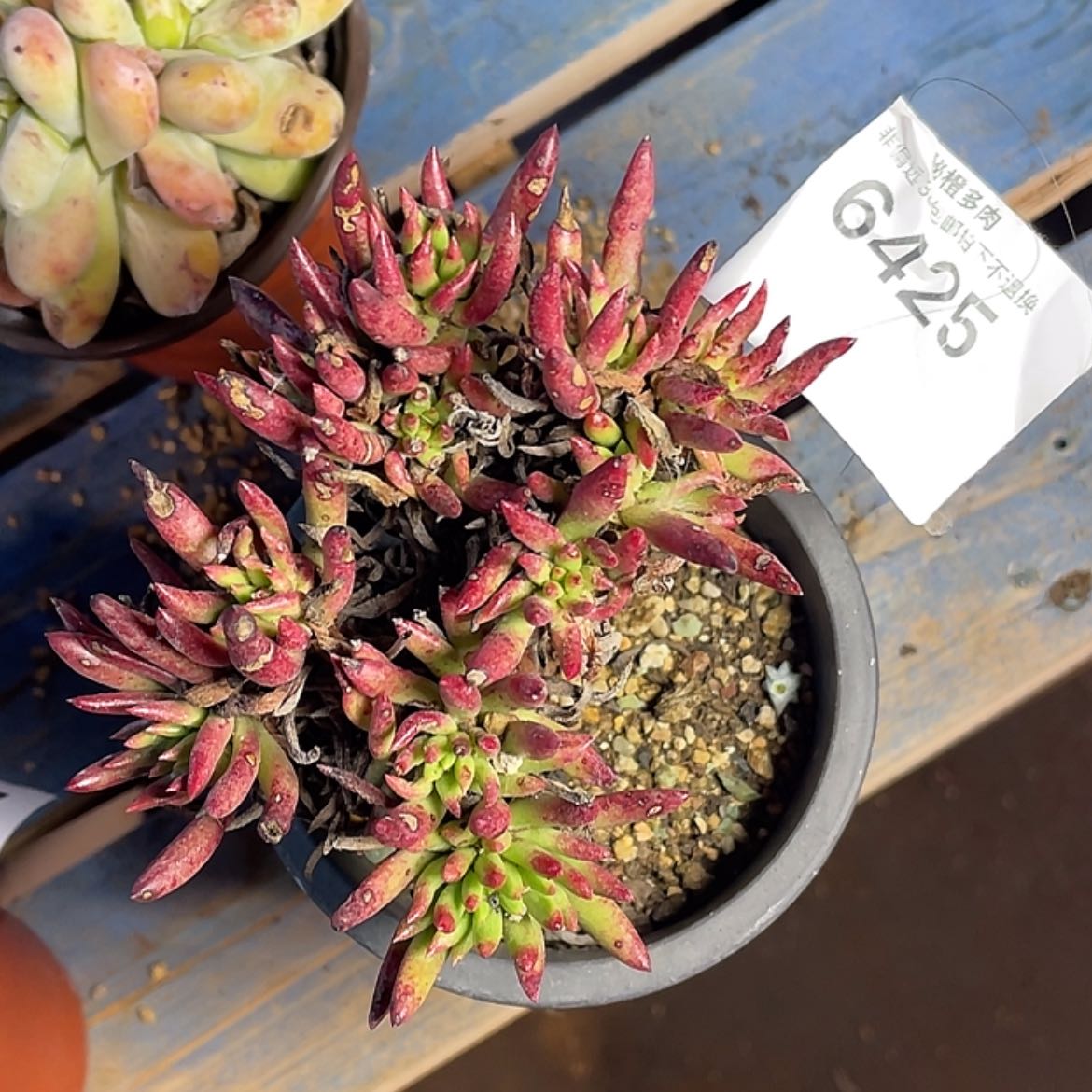 【闪购商品】维斯辛达