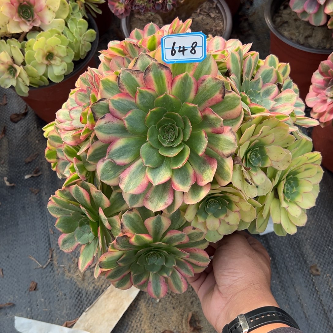 648雨荷多肉植物法师多肉植物