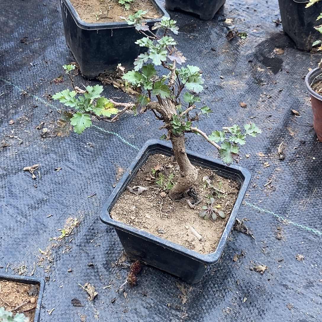 *****完全开放盆景菊花