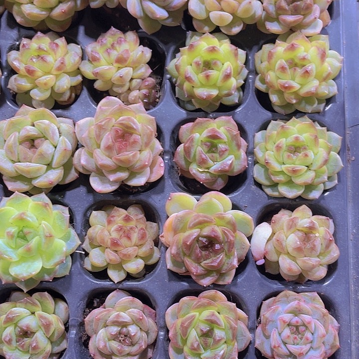 精品葡萄珍妮多肉植物