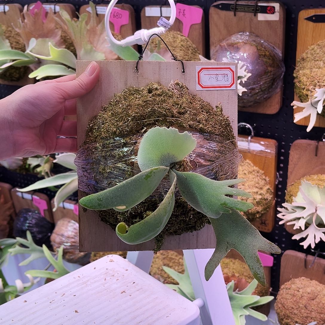 小皇冠爪哇鹿角蕨