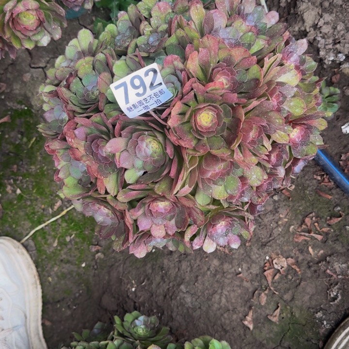 万圣节花27+45包邮花花