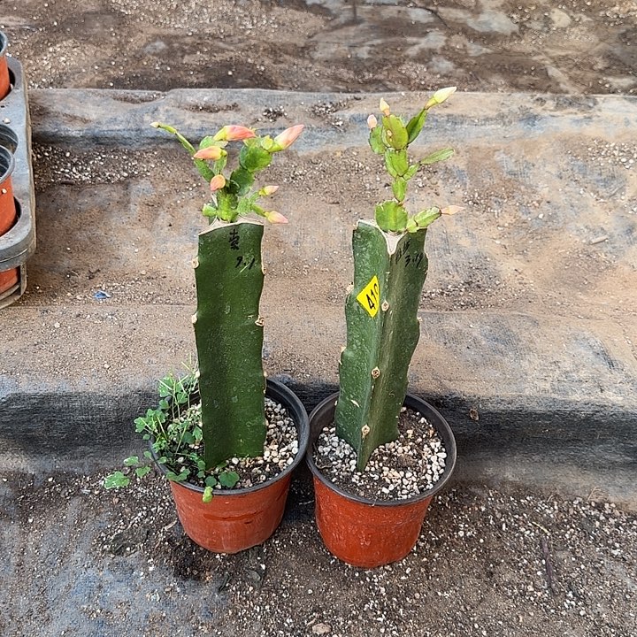 400+419嫁接蟹爪兰#索菲亚+雅丝