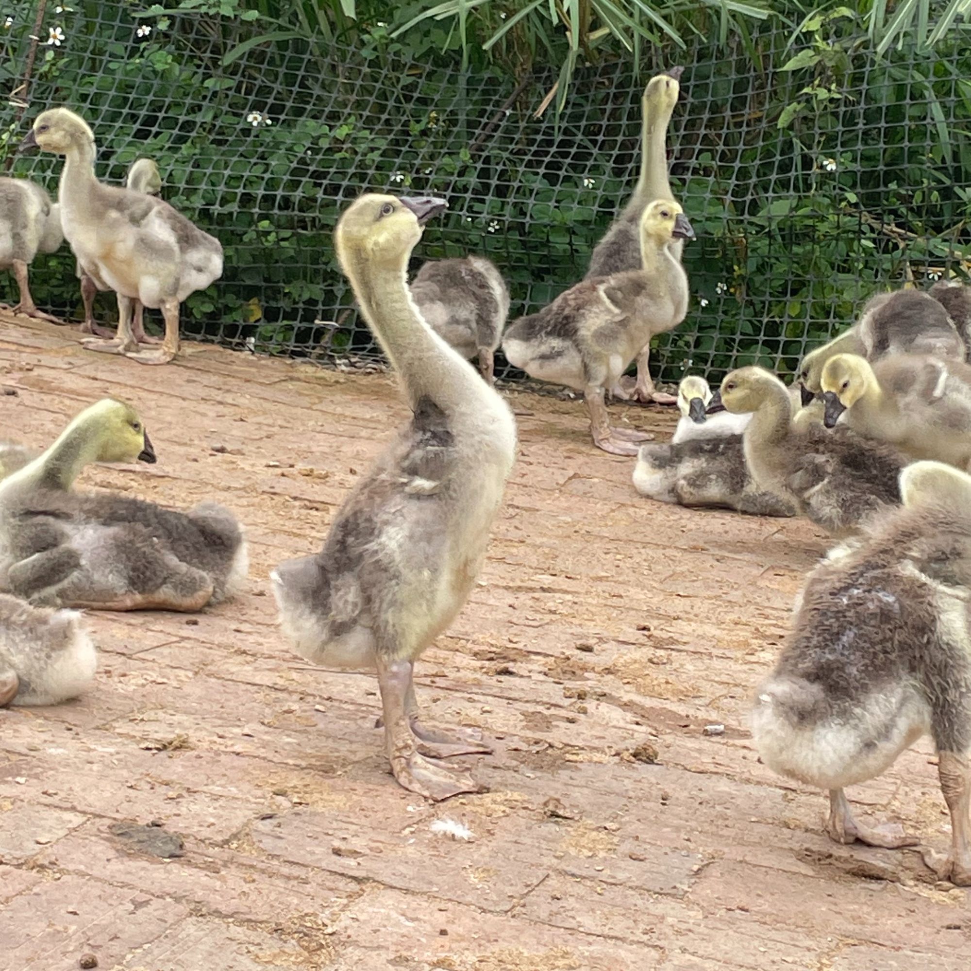 美森养殖宠物狮头1斤
