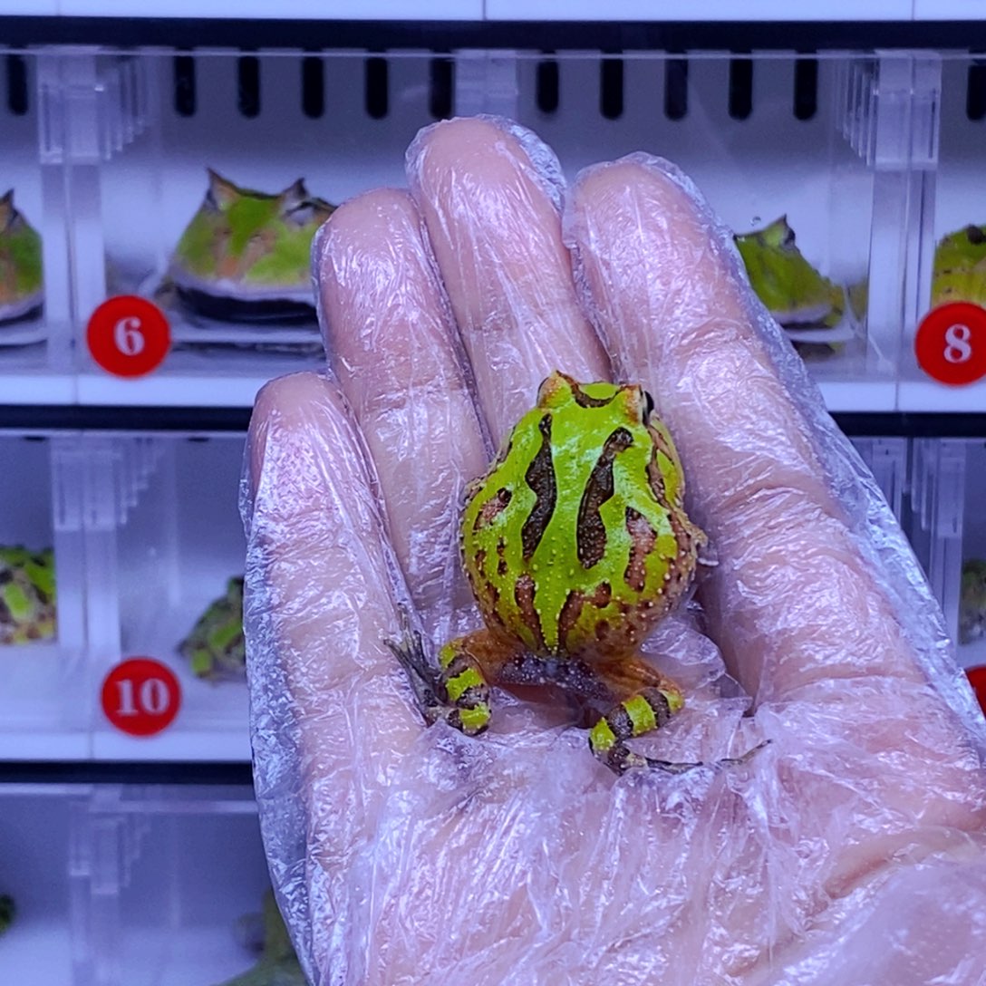 彩色蚕宝宝角蛙3-10cm闪购专享链接