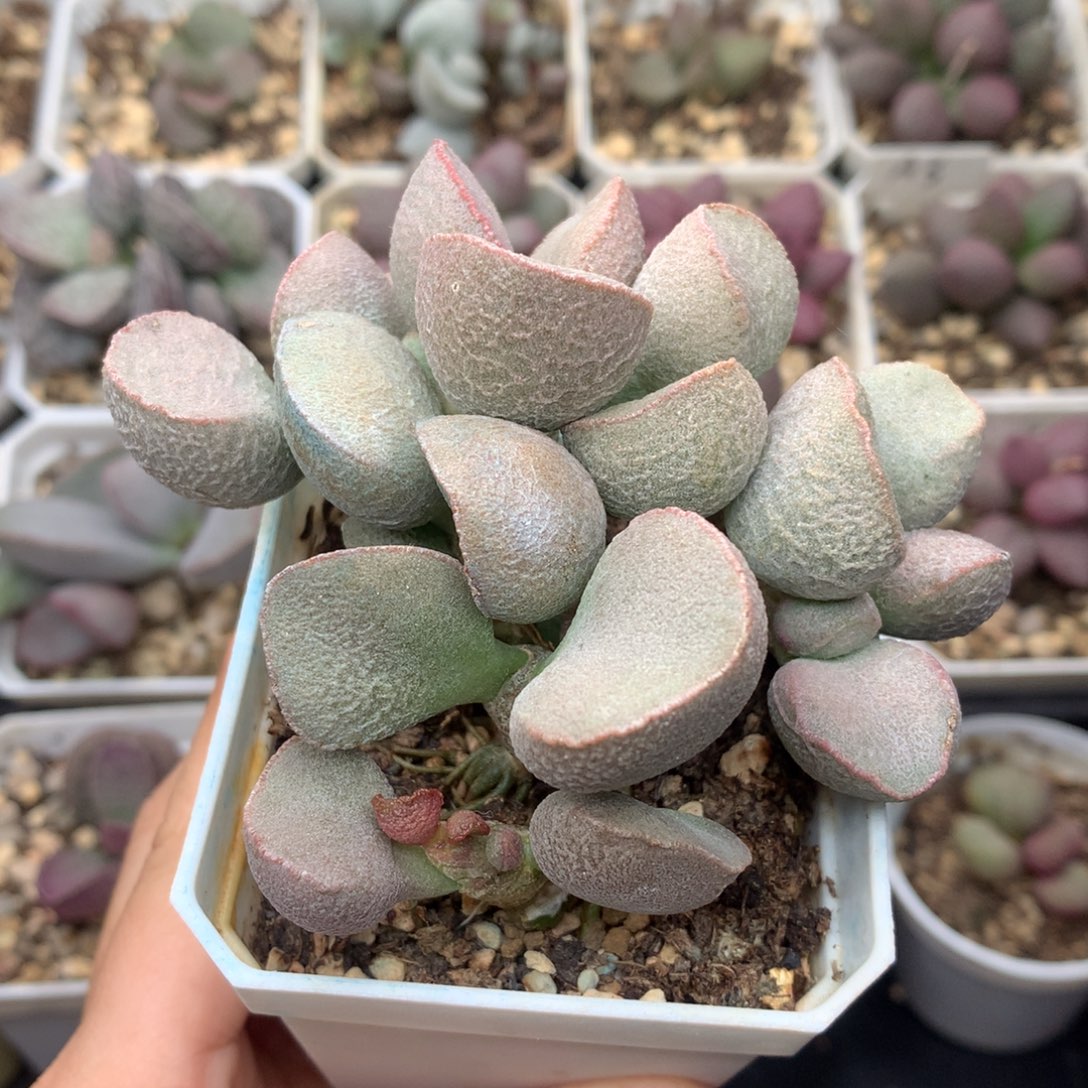 黛安娜 磨砂蛋7方桩子