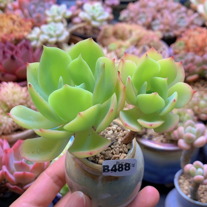 一物一拍含盆土满38包邮B488