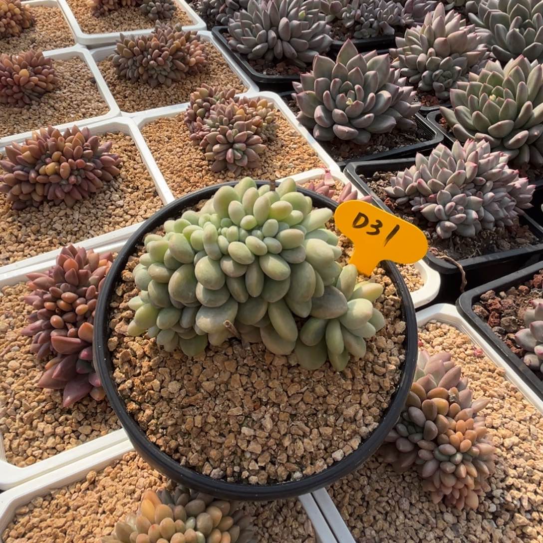 白***乐d31洛神缀化呀呀呀