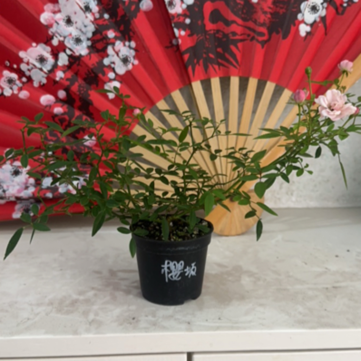 微型月季樱坂一年四季开花