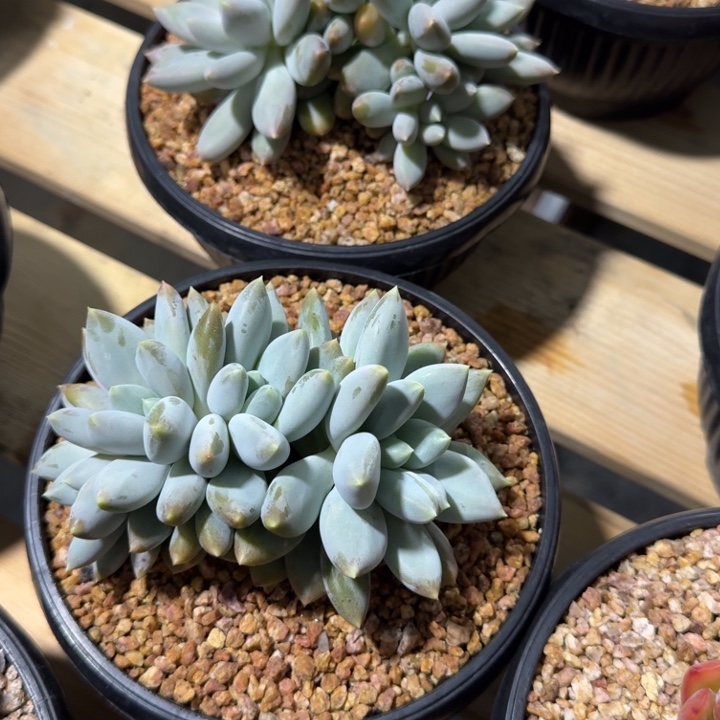 哥特萝莉多肉植物