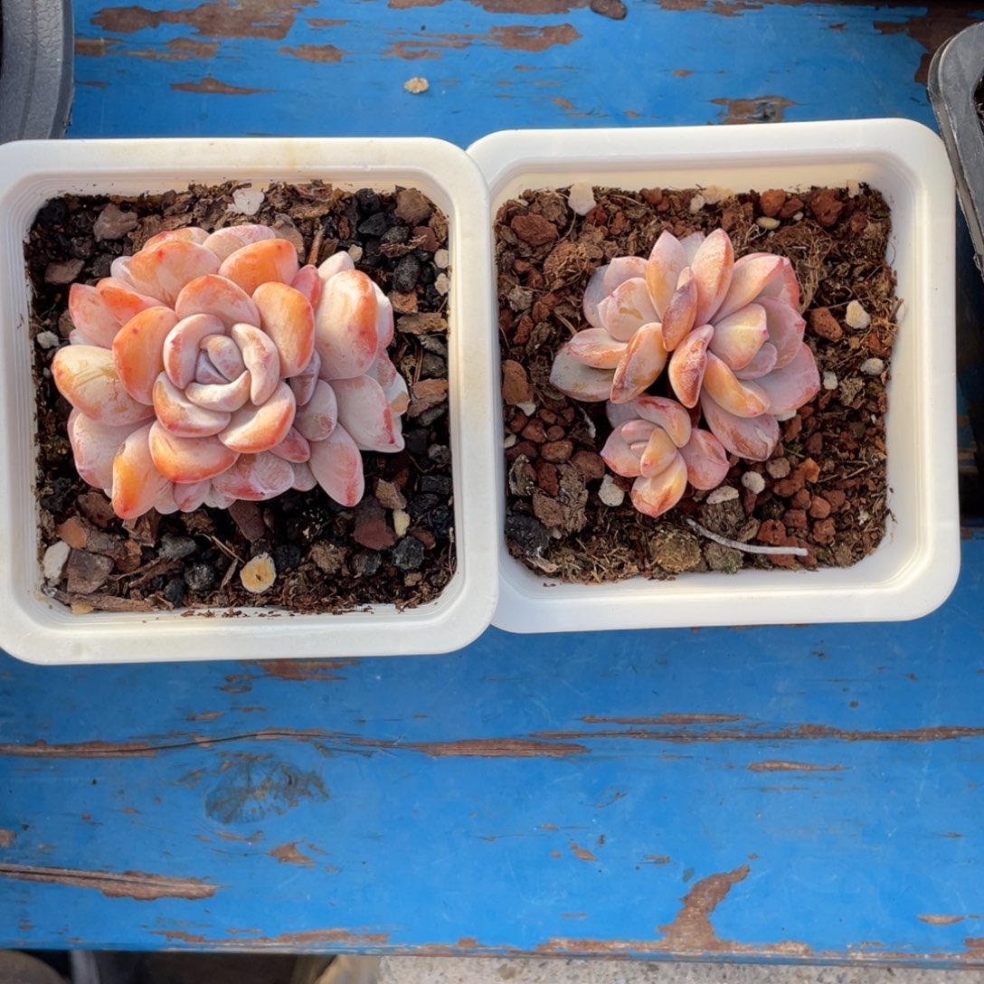 粉雪莲有摘心➕奶茶两个一组40多肉