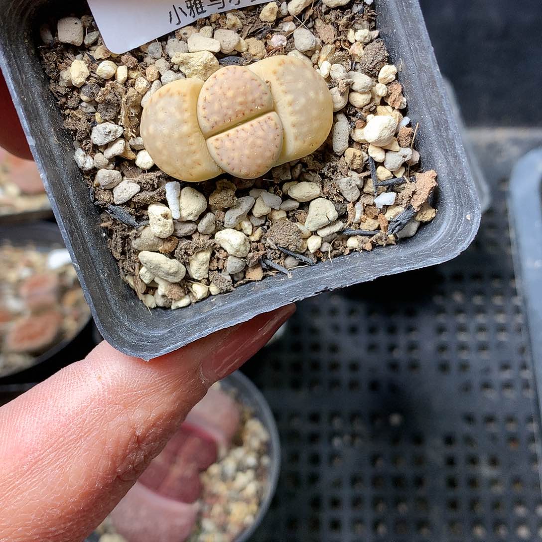 B153多肉植物保护研究所