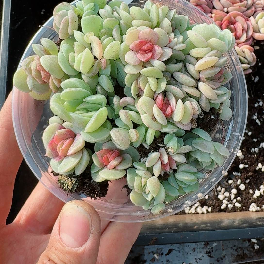 杂交新品珍妮多肉80