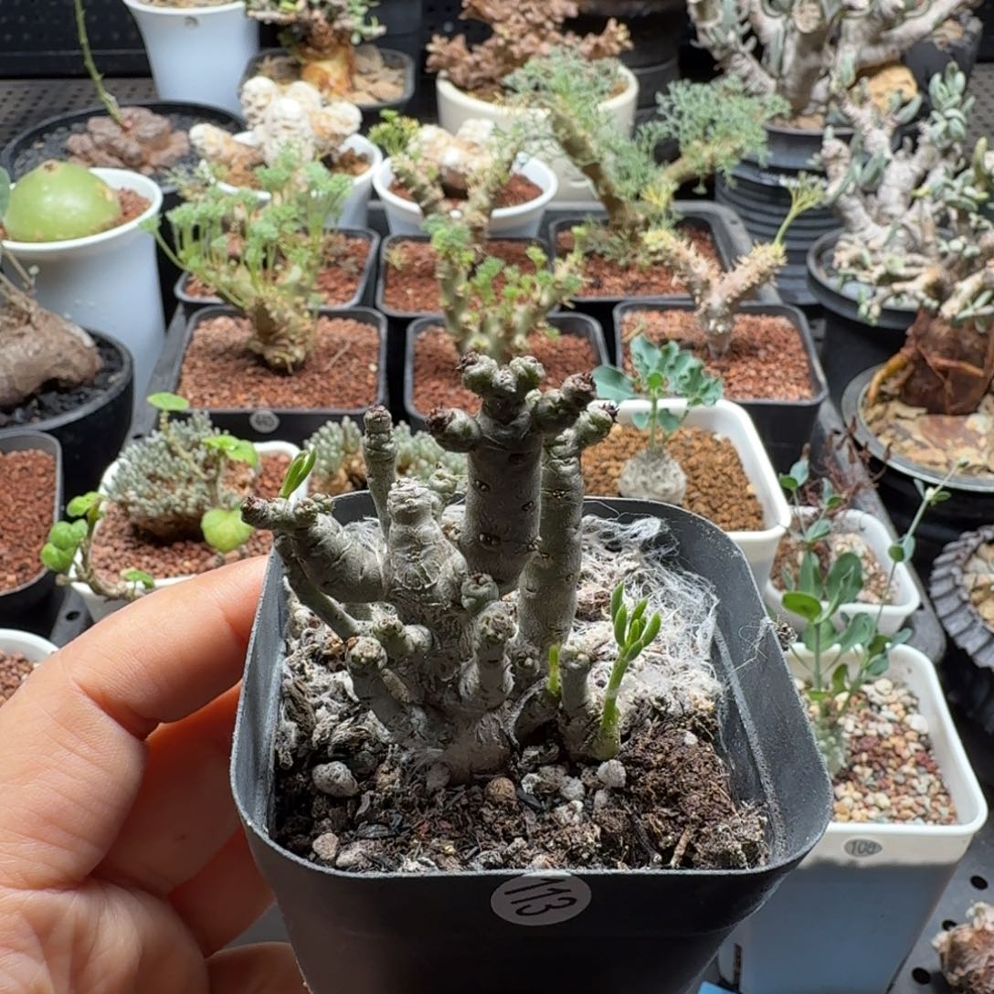 毛***财诱惑奇峰锦113仙人掌