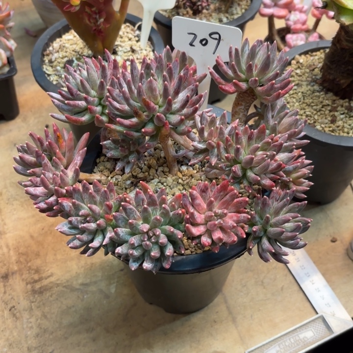 多肉植物，炫彩星209号