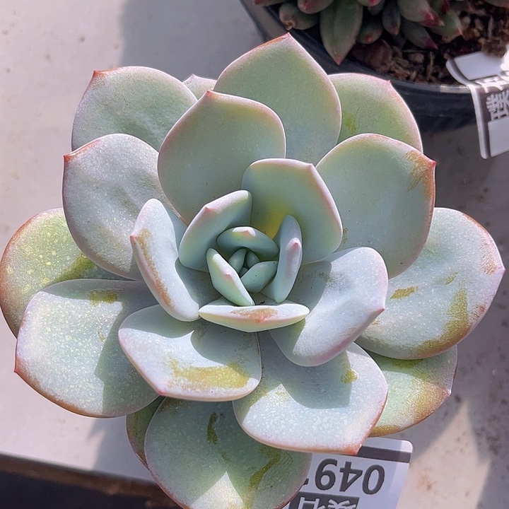 奶茶0491多肉植物